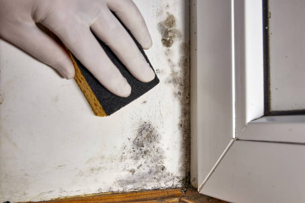 Professional Mold Removal in St Louis, MO